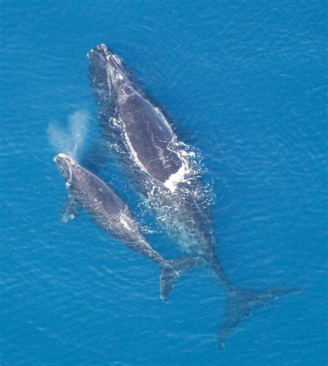 north atlantic right whale wikipedia